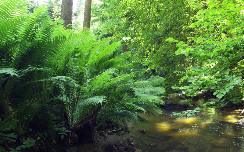 The King Ostrich Fern