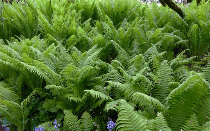 Growing The The King Ostrich Fern (Matteuccia Struthiopteris ...