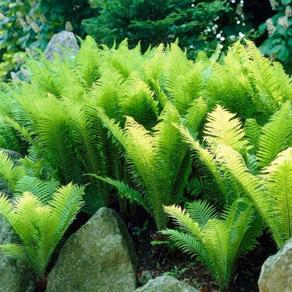 The King Ostrich Fern