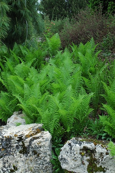 The King Ostrich Fern