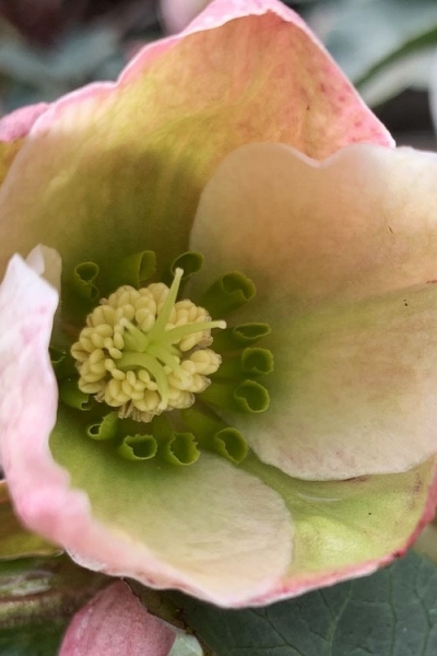 Ivory Prince Helleborus