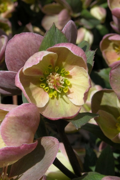 Ivory Prince Helleborus