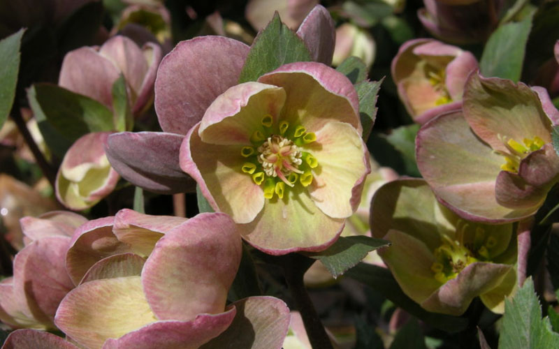 Ivory Prince Helleborus