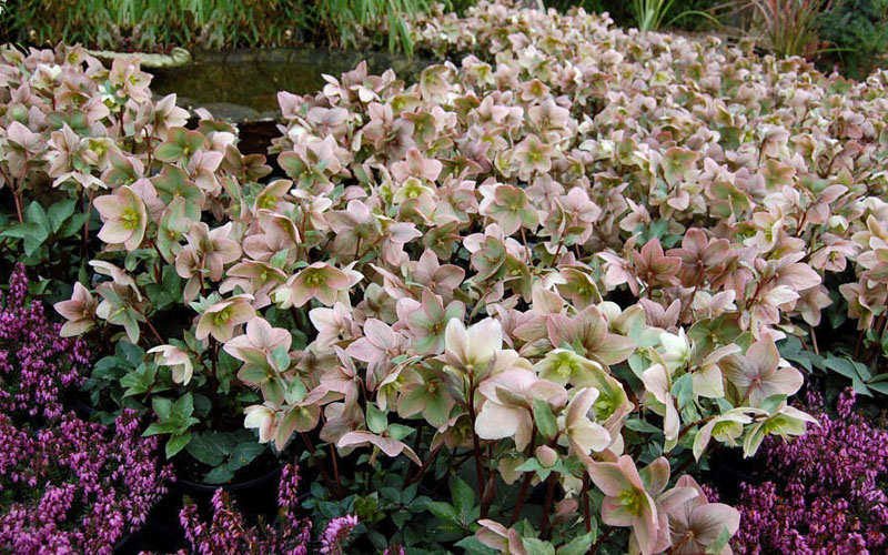 Ivory Prince Helleborus