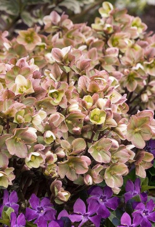 Ivory Prince Helleborus