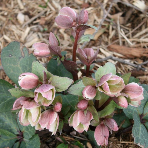 Ivory Prince Helleborus