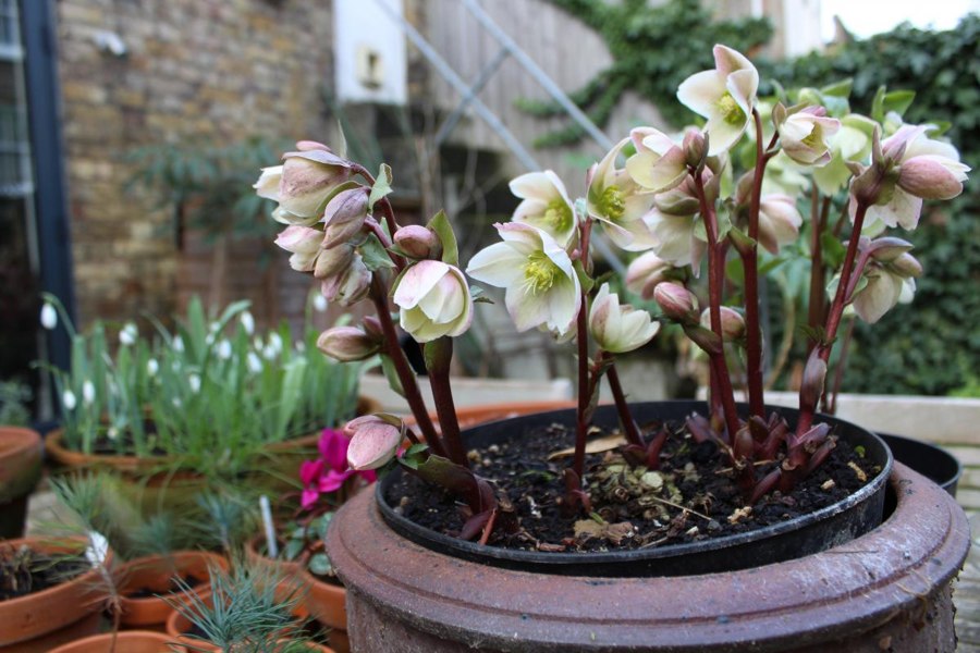 Ivory Prince Helleborus