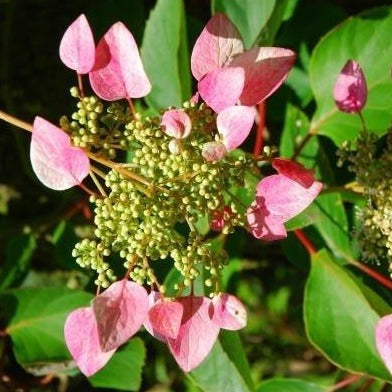 Roseum Pink Climbing Hydrangea