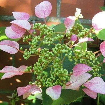 Roseum Pink Climbing Hydrangea