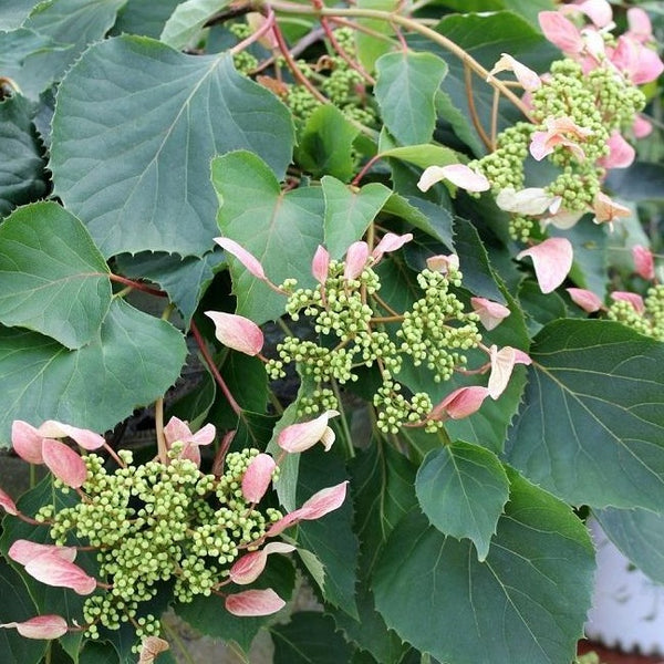 Roseum Pink Climbing Hydrangea