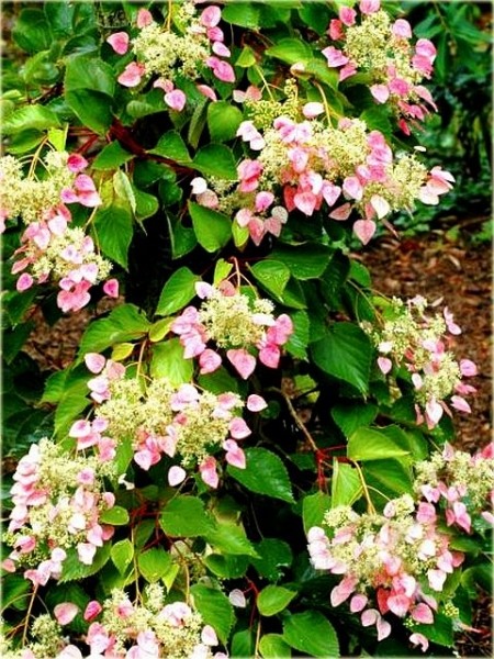 Roseum Pink Climbing Hydrangea
