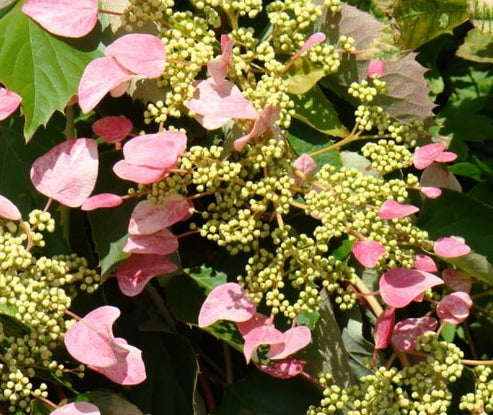 Roseum Pink Climbing Hydrangea