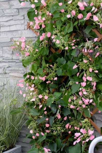 Roseum Pink Climbing Hydrangea