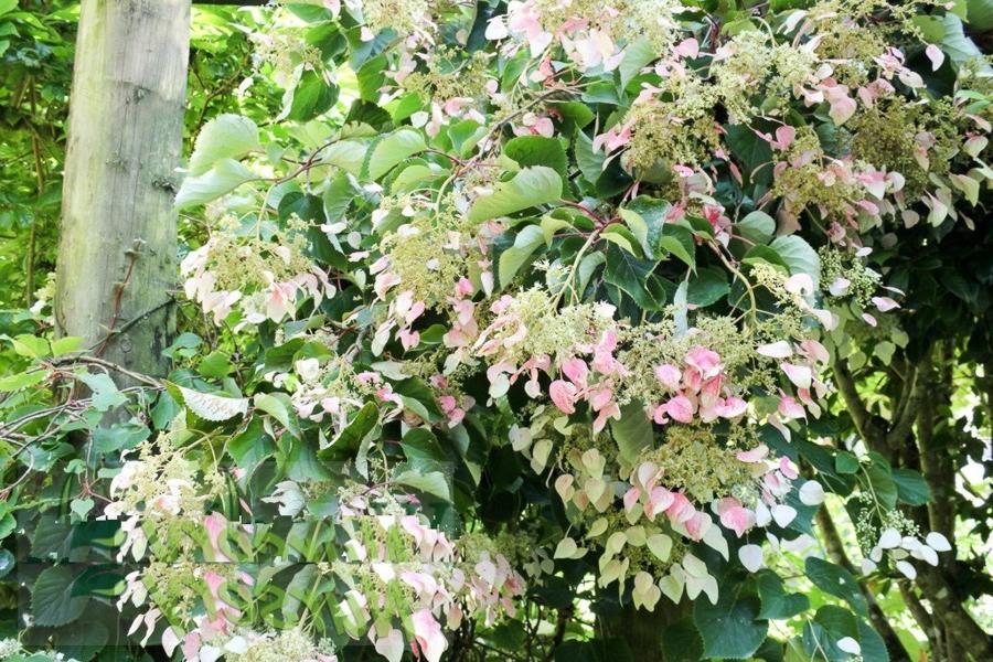 Roseum Pink Climbing Hydrangea