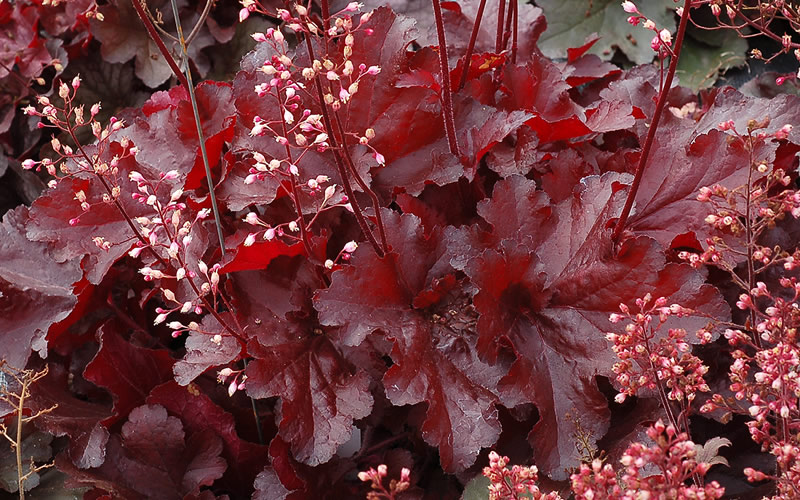 Forever Red Heuchera