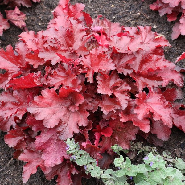 Forever Red Heuchera