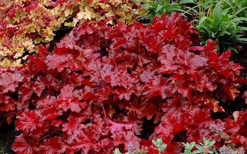 Forever Red Heuchera