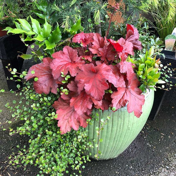 Forever Red Heuchera