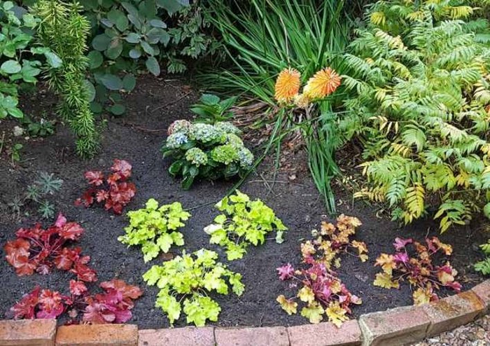 Forever Red Heuchera