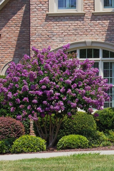 Catawba Purple Crape Myrtle