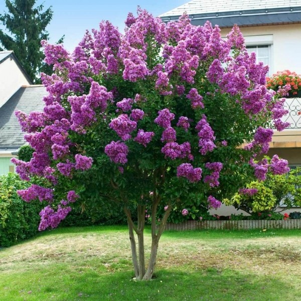 Catawba Purple Crape Myrtle
