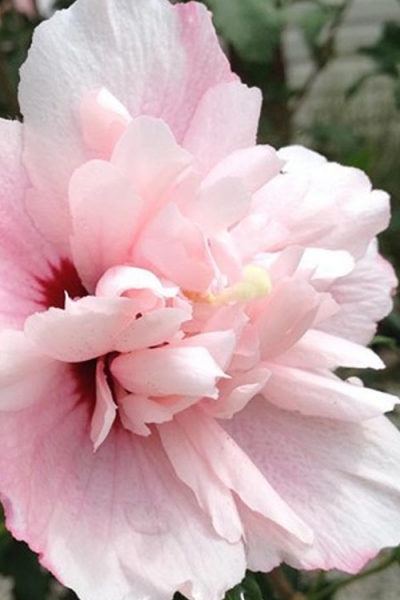Strawberry Smoothie Althea (Rose of Sharon)