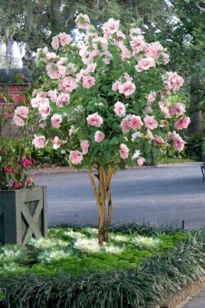 Strawberry Smoothie Althea (Rose of Sharon)