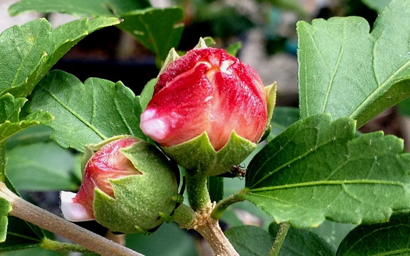 Strawberry Smoothie Althea (Rose of Sharon)