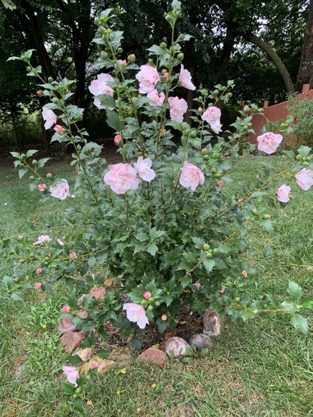 Strawberry Smoothie Althea (Rose of Sharon)