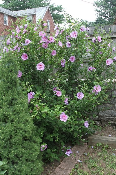 Strawberry Smoothie Althea (Rose of Sharon)