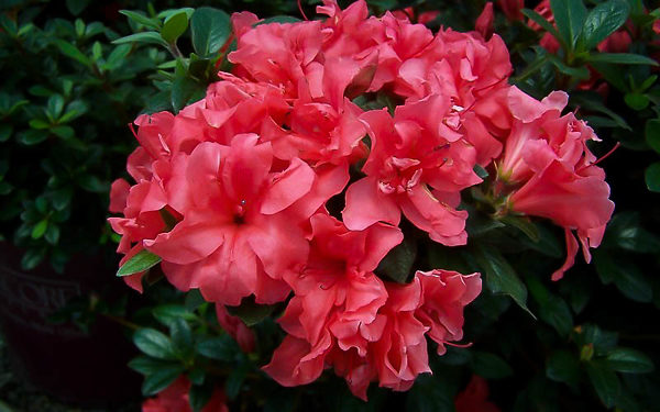 Autumn Princess Encore Azalea