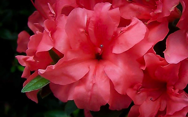 Autumn Princess Encore Azalea