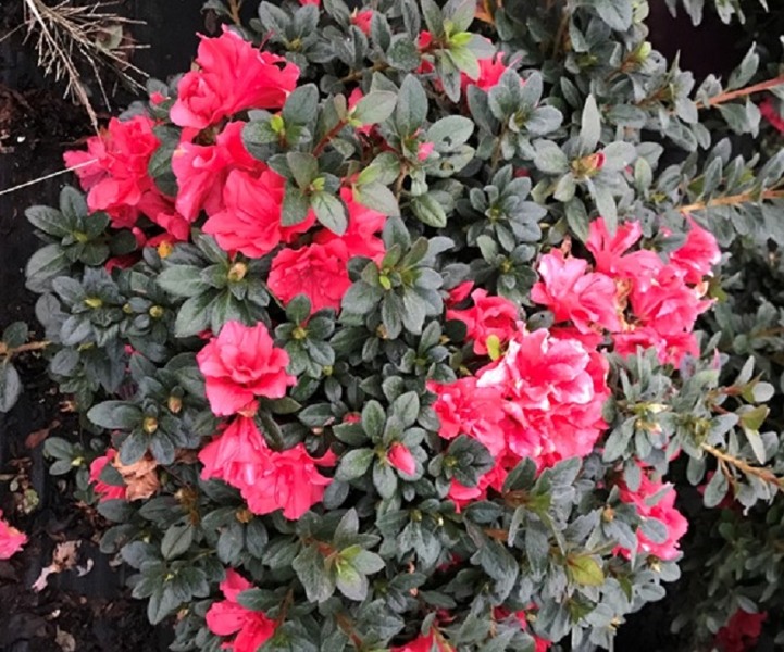 Autumn Princess Encore Azalea