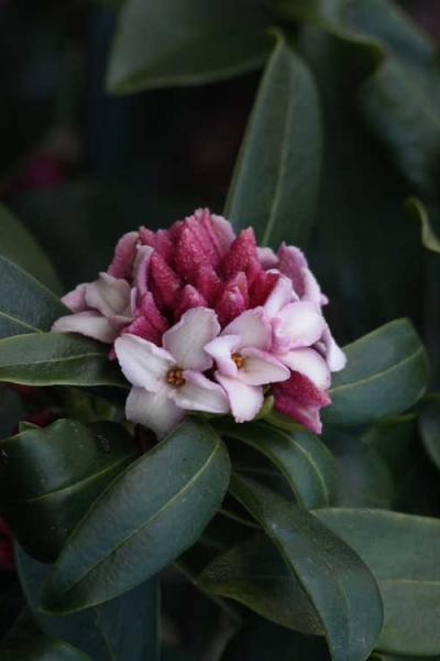 Zuiko Nishiki Winter Daphne odora
