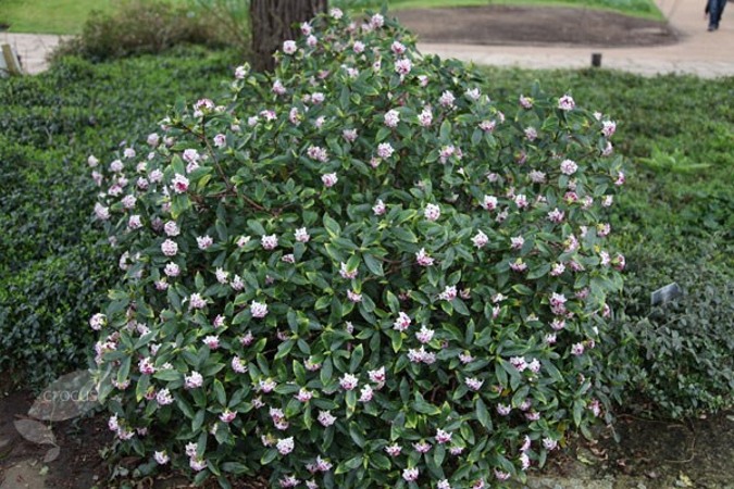 Zuiko Nishiki Winter Daphne odora