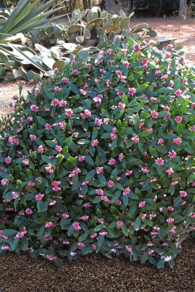 Zuiko Nishiki Winter Daphne odora