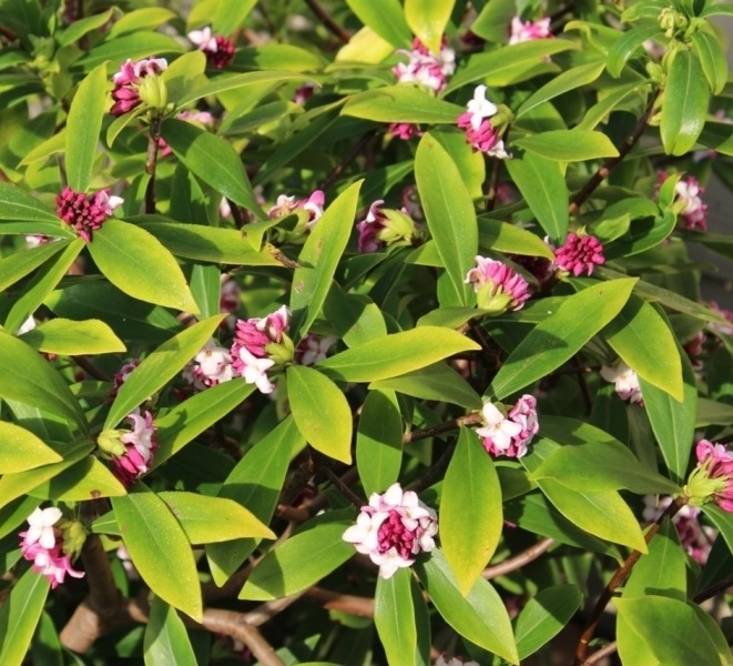 Zuiko Nishiki Winter Daphne odora