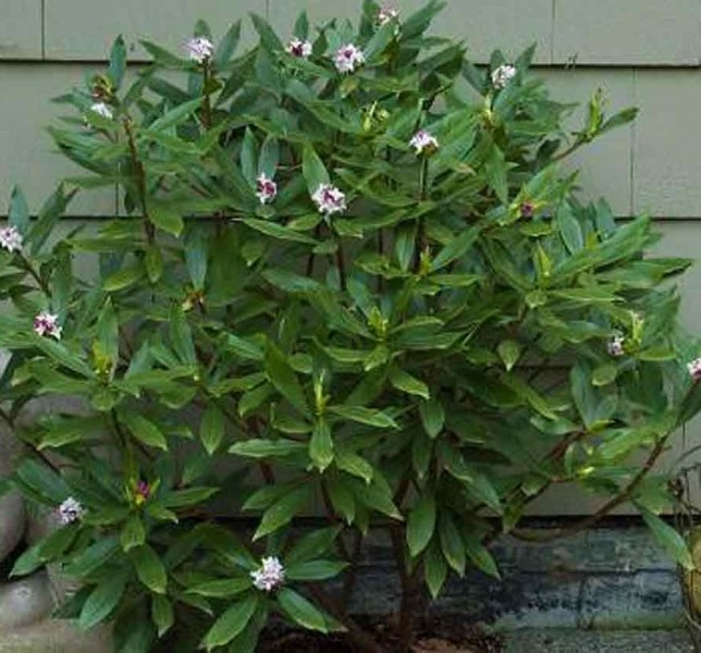 Zuiko Nishiki Winter Daphne odora