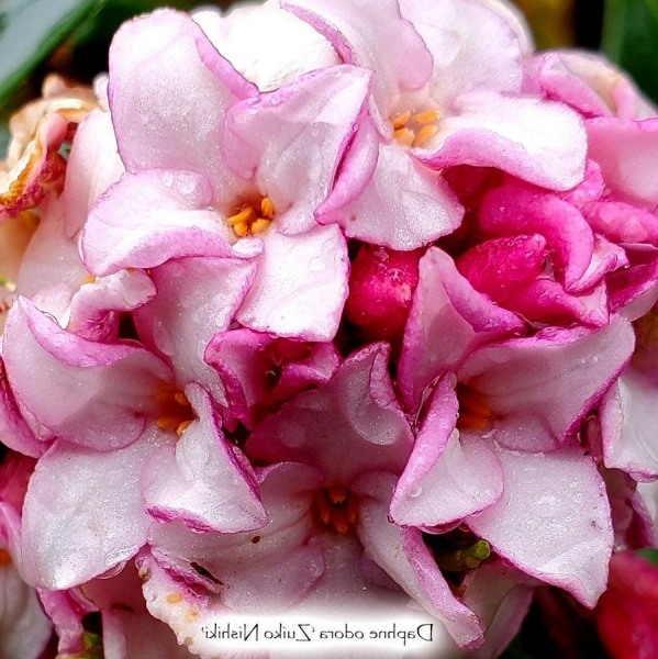 Zuiko Nishiki Winter Daphne odora