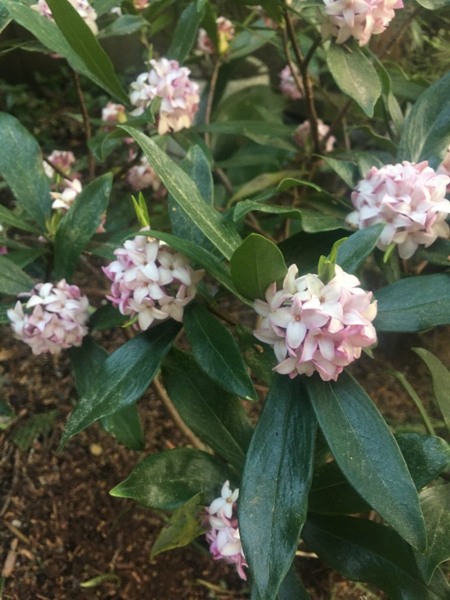 Zuiko Nishiki Winter Daphne odora