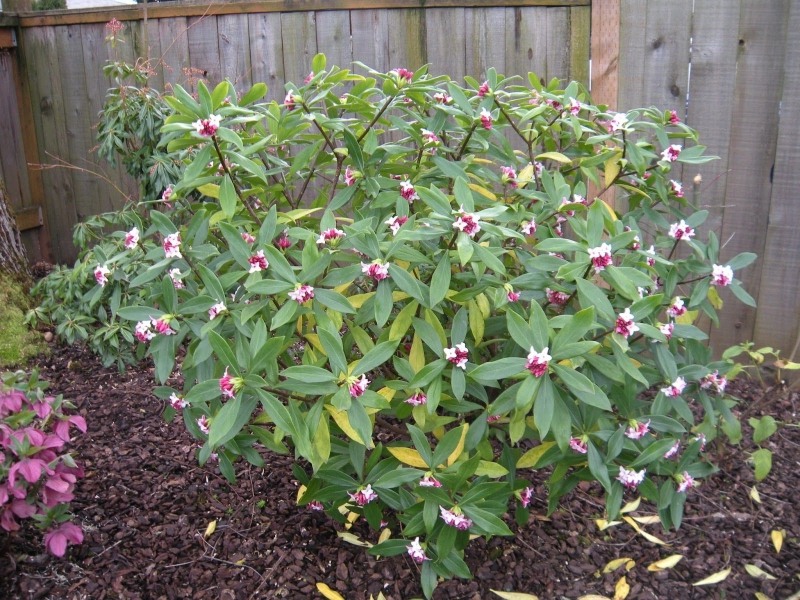 Zuiko Nishiki Winter Daphne odora