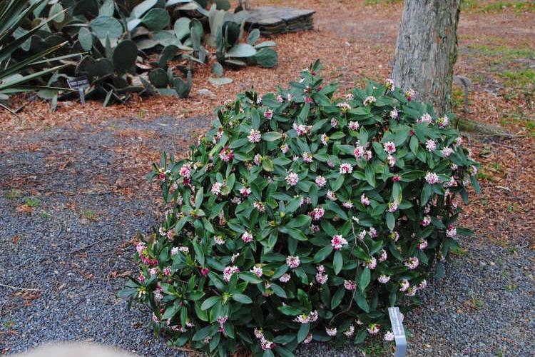 Zuiko Nishiki Winter Daphne odora