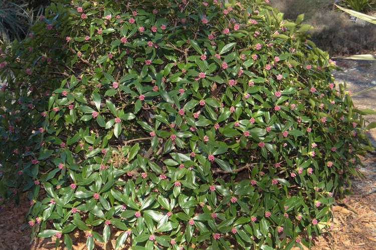 Zuiko Nishiki Winter Daphne odora