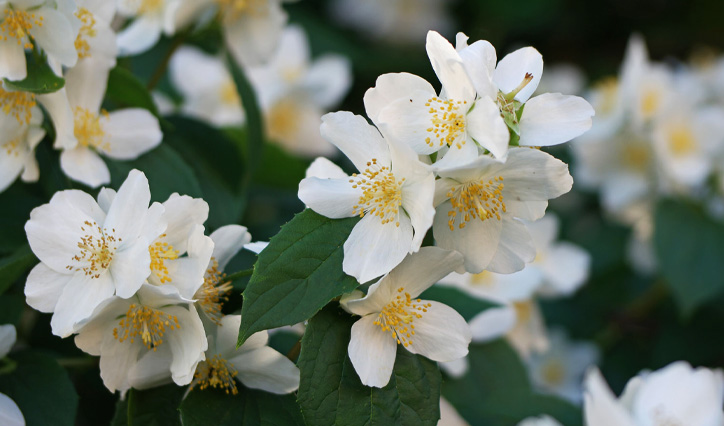 Sweet Mock Orange