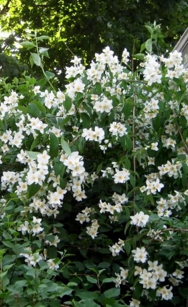 Sweet Mock Orange
