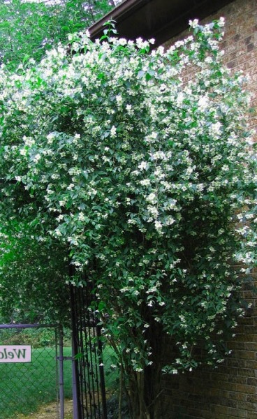 Sweet Mock Orange