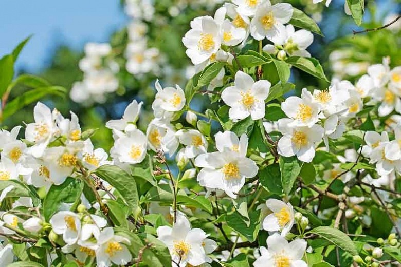 Sweet Mock Orange