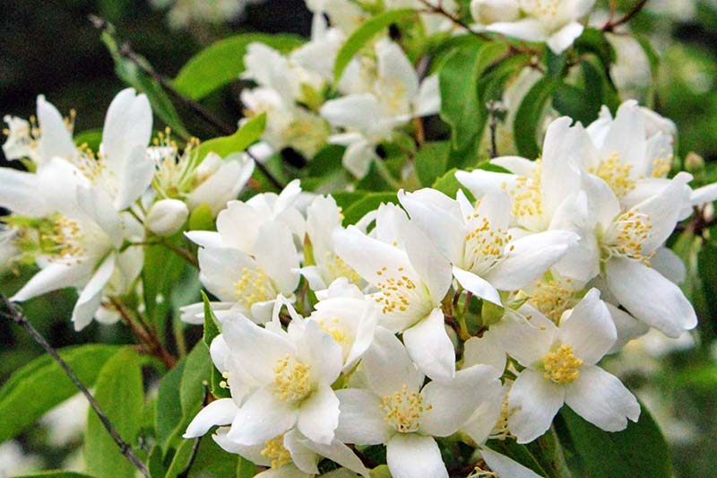 Sweet Mock Orange