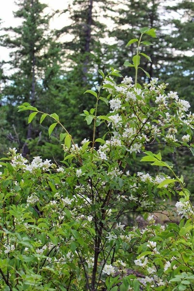 Sweet Mock Orange