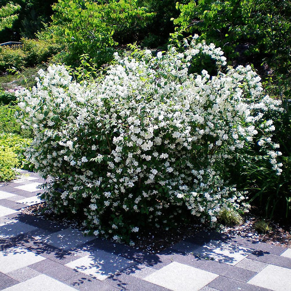 Sweet Mock Orange